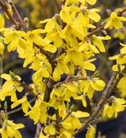 Forsythie Lynwood 60-80cm - Forsythia Niedersachsen - Bad Zwischenahn Vorschau