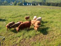 Kleine Absetzer Herde weibliche Highlands cattles Sachsen - Kurort Oberwiesenthal Vorschau