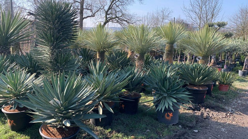 Yucca gloriosa Premium Qualität sehr große Pflanzen in Recklinghausen