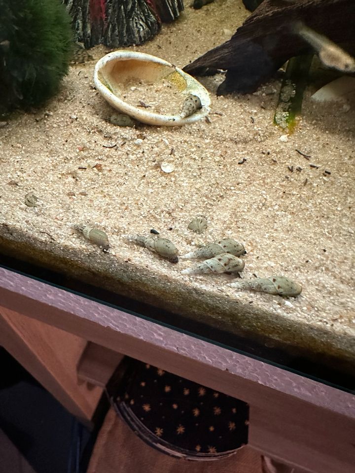 Aquarium Turmdeckelschnecken abzugeben in Münster