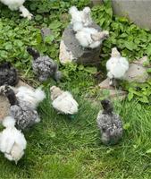 Zwergseidenhuhn Zwergseidi Jungtiere Hessen - Hofgeismar Vorschau