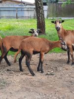 Schafe Kamerun Leipzig - Holzhausen Vorschau