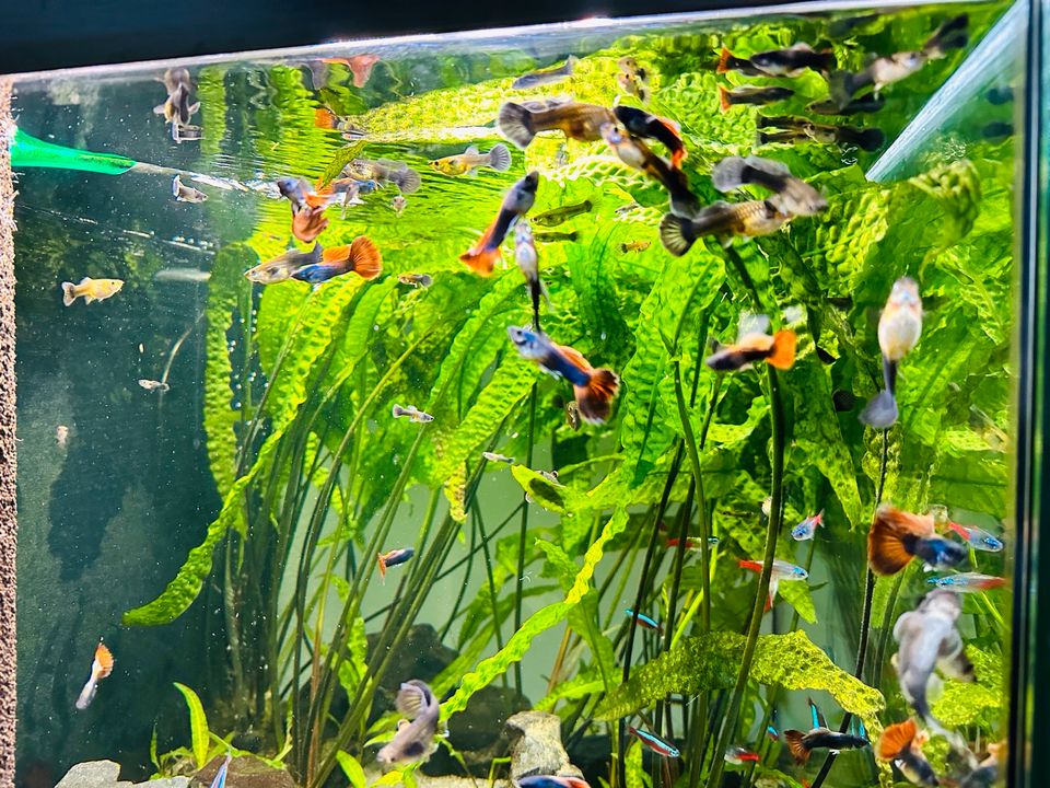 ‼️ GUPPIES MOSKAU-BLAU/ORANGE MÄNNCHEN WEIBCHEN GUPPYS AQUARIUM in Herrenberg