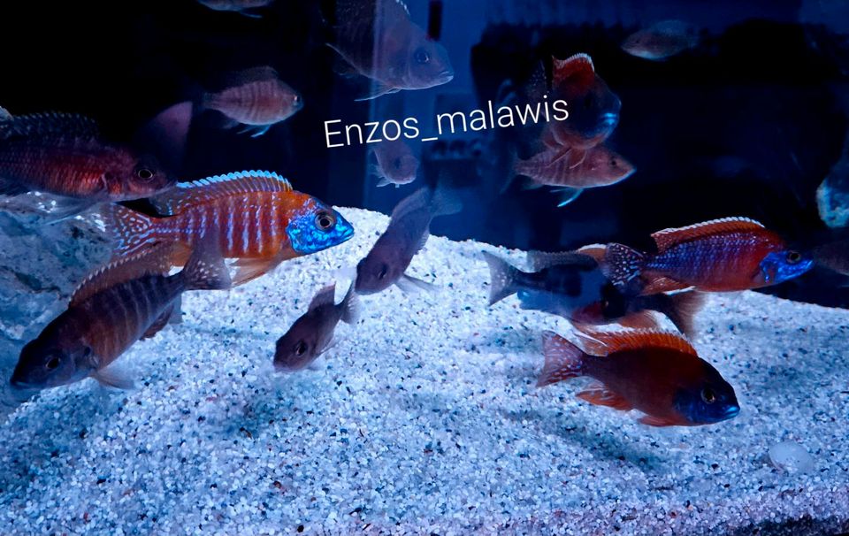 Malawi Barsche Fische Aulonocara Red Rubin in Dreieich