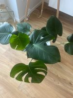 Monstera Zimmerpflanze Bayern - Bergrheinfeld Vorschau