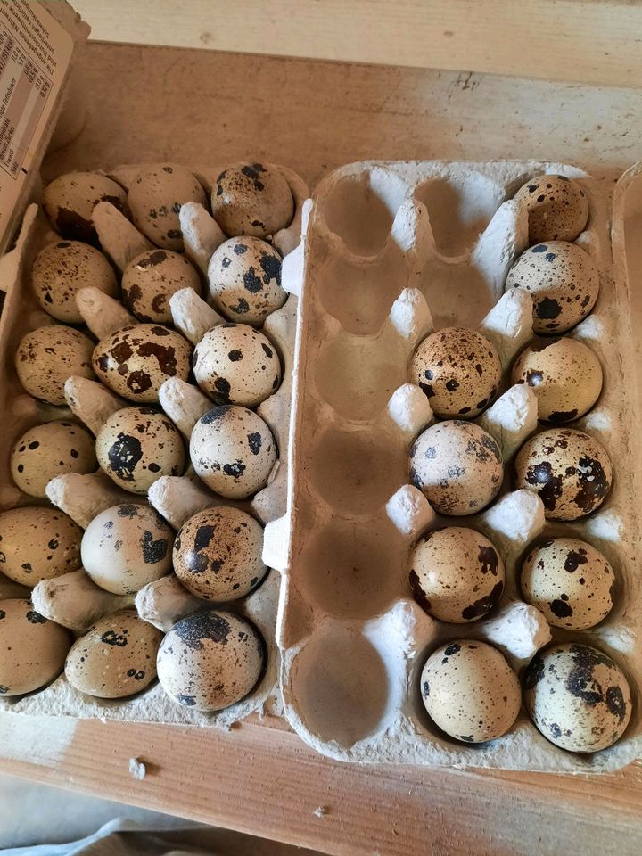 Wachtel Eier zuverkaufen in Geestland