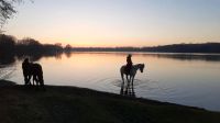 Pflegebeteiligung, Reitbeteiligung Schleswig-Holstein - Plön  Vorschau