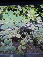 Schwimm Pflanzen Aquarium Baden-Württemberg - Bad Mergentheim Vorschau