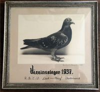 Tauben Züchter Vereinssieger 1937 Nordrhein-Westfalen - Wermelskirchen Vorschau