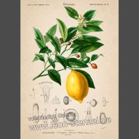 Fine Art Vintage Poster Plakat - Charles D. D'Orbigny "Citrus" Friedrichshain-Kreuzberg - Friedrichshain Vorschau