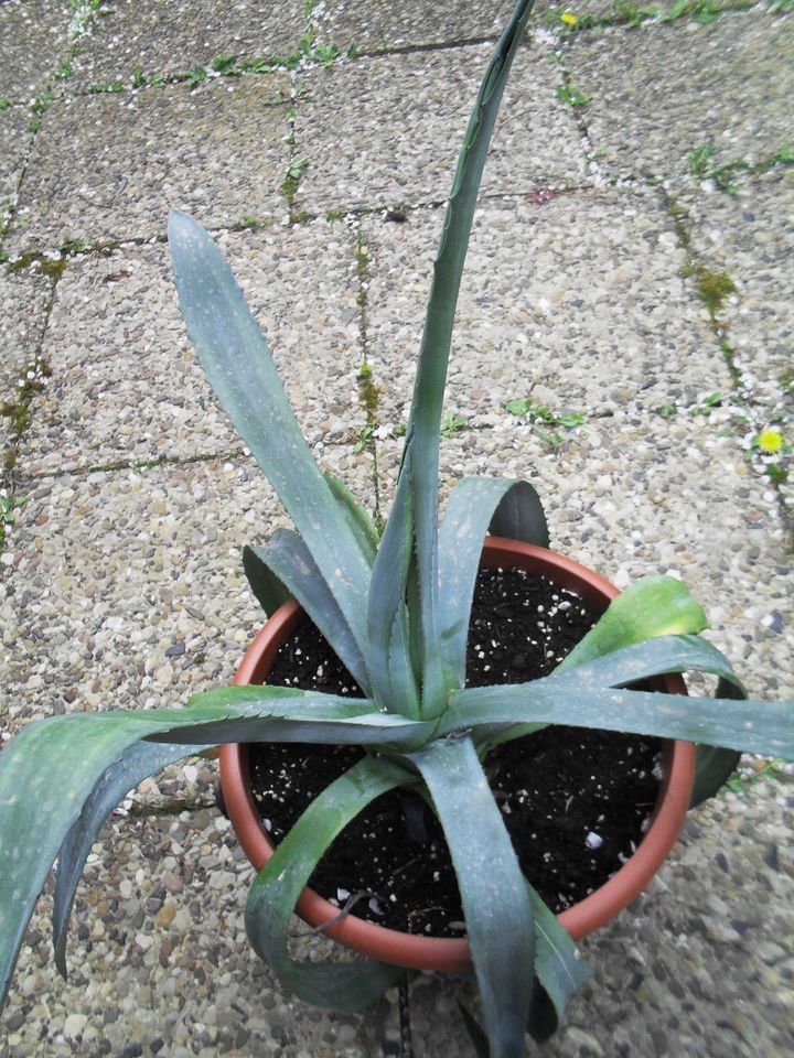 Agave im Kunststofftopf, Gesamthöhe 85cm in Barsinghausen