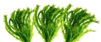 Wasseerpest-Elodea Densa einzelne Pflanzen mit Wurzeln 10 Stück Wuppertal - Vohwinkel Vorschau