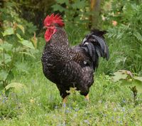 Fritz - lieber Hahn sucht ein Zuhause ♥️ Nordrhein-Westfalen - Grevenbroich Vorschau