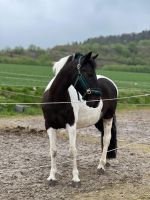 Reitbeteiligung Pony/Pferd Nordrhein-Westfalen - Balve Vorschau