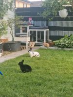 Kaninchen Junge und Mädchen Nordrhein-Westfalen - Weilerswist Vorschau