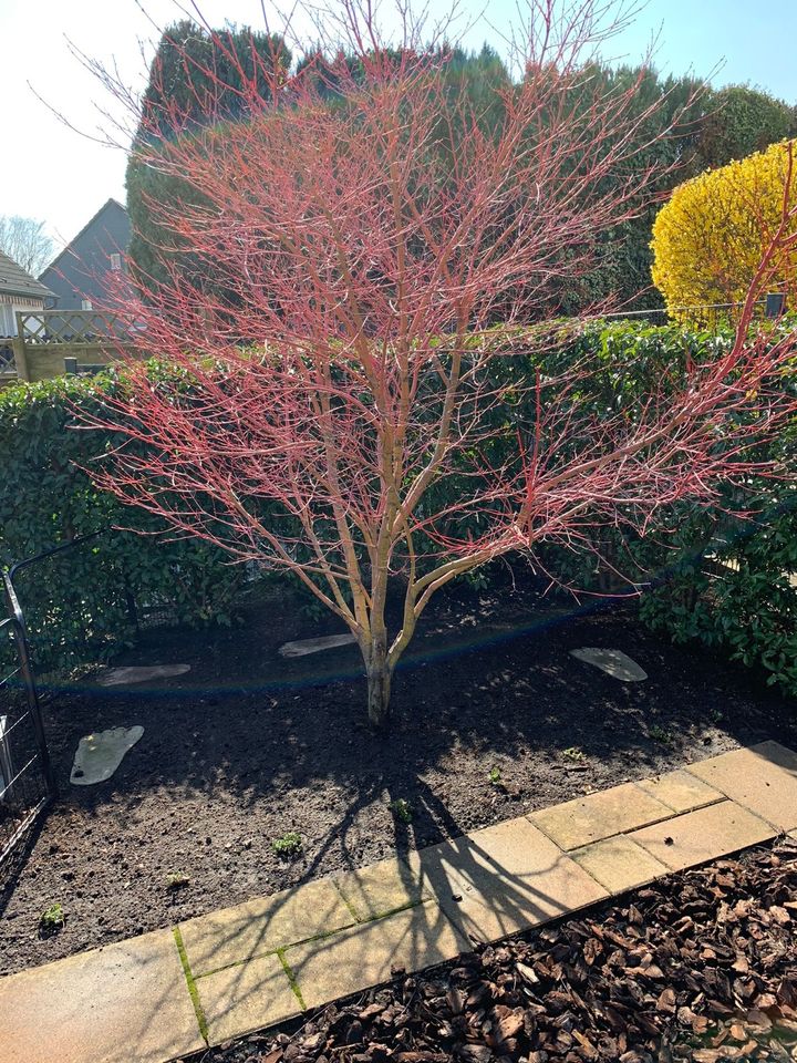 Acer palmatum Fächerahorn „Sangokaku“ 320 x 320 cm in Wetter (Ruhr)