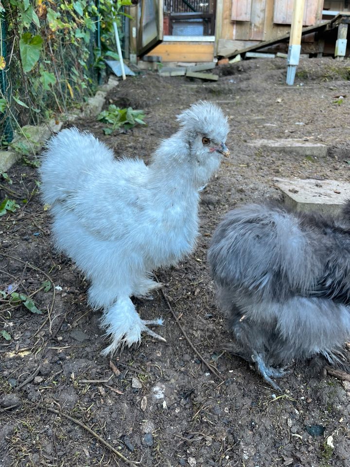 Seidenhühner / Showgirls / US Silkies Bruteier in Alfeld (Leine)