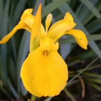 Gelbe Sumpf Iris, Falter Pflanze, Schmetterlinge, versch.Größen Kiel - Meimersdorf-Moorsee Vorschau