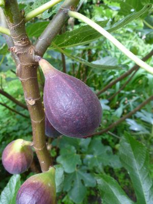 FEIGENBAUM PFÄLZER FRUCHTFEIGE SELBSTFRUCHTEND Mehrjähr. 40-100cm in  Rheinland-Pfalz - Schwegenheim | eBay Kleinanzeigen ist jetzt Kleinanzeigen