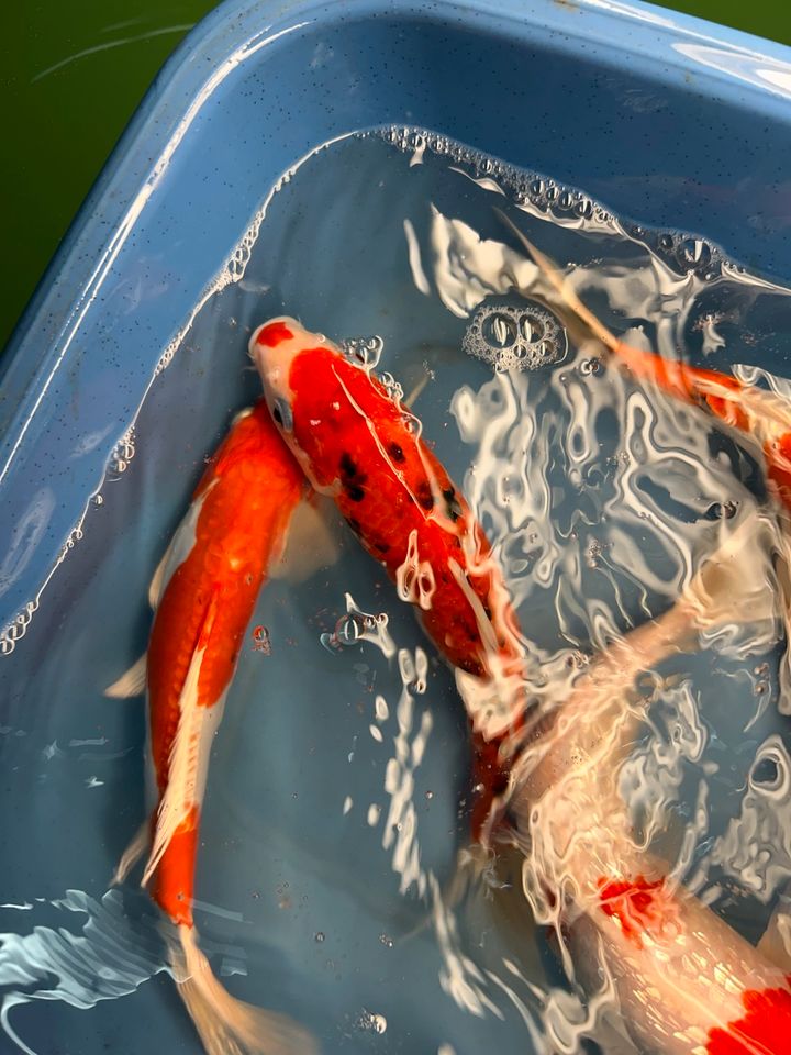 Koi Showa Sanke Kohaku Kujaku Utsuri 25-30cm  Karpfen in Rangendingen