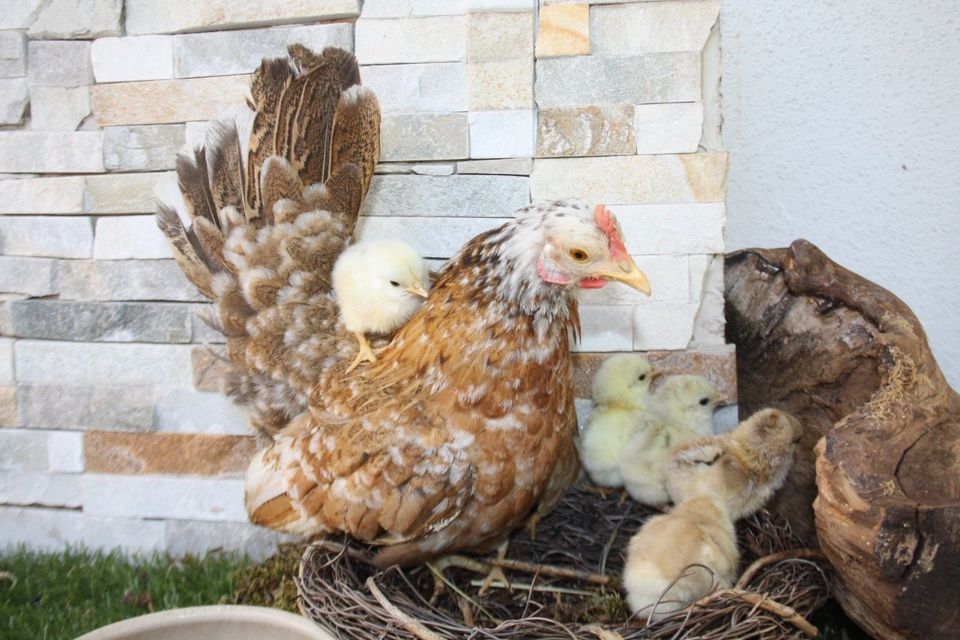 (Brut) Eier von versch. Hühnern, Enten, Gänsen und Puten in Schwarzach