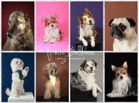 ❤ Hundefotoshooting Studio - farbige Hintergründe zur Wahl ❤ Nordrhein-Westfalen - Ahaus Vorschau