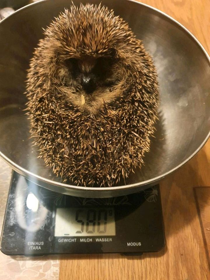 Igel gefunden Igelhilfe Tierhilfe Igelpflege Pflegestelle in Voerde (Niederrhein)