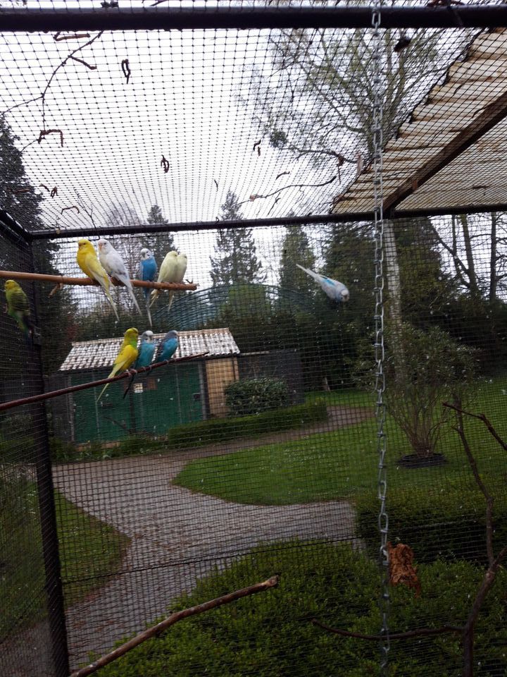 Vogelpark Leopoldshafen gibt Wellensittiche ab in Eggenstein-Leopoldshafen
