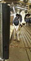 Dairy Scratchy, Kratzmatte und Wandschutz von Bioret Agri Baden-Württemberg - Bad Waldsee Vorschau