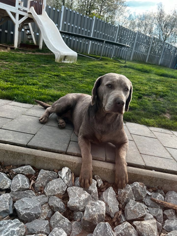 Reinrassige Labradorhündin mit Ahnenrafel in Marienmünster