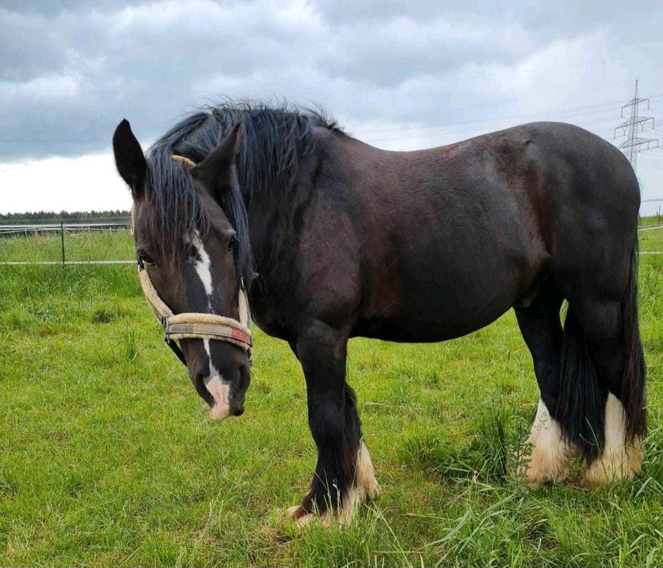 Biete Reitbeteiligung  (Pferd sucht Reiter) in Worms