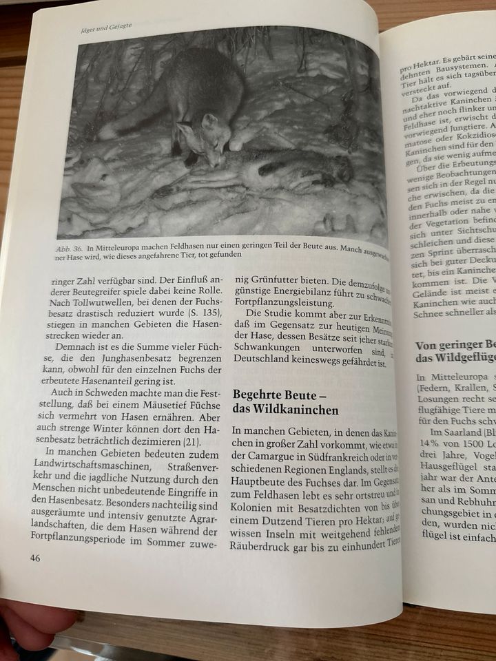Der Rotfuchs, Felix Labhardt, Verhalten dieses Jagdwildes in Issum