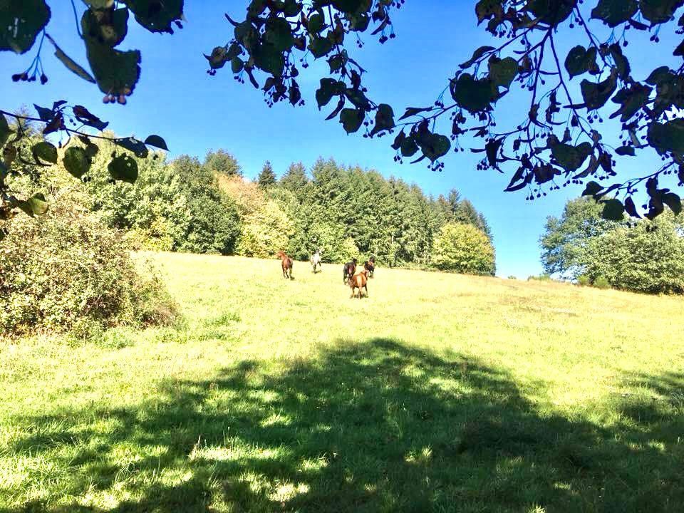 Attraktives Pferdeanwesen mit viel Land (nicht anliegend) bis einschließlich 2023 renoviert in Adelmannsfelden