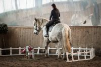 Biete reitbeteiligung auf Percheron (Pferd sucht Reiter) Niedersachsen - Drangstedt Vorschau