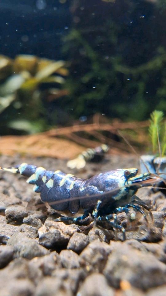 Purple metallic garnelen caridina in Plettenberg