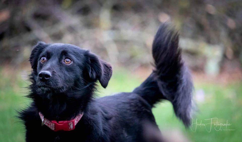 Sanfte MABEL ❤️ aus dem Tierschutz sucht ihre Familie in Erftstadt