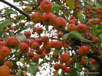 Zierapfel Malus Hybride 'Evereste' 1,00m bis 1,20m Niedersachsen - Westerstede Vorschau