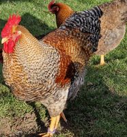 Bielefelder Kenhuhn Zuchtstamm, Hennen, Hühner, Hahn mit Hennen Bayern - Kronach Vorschau