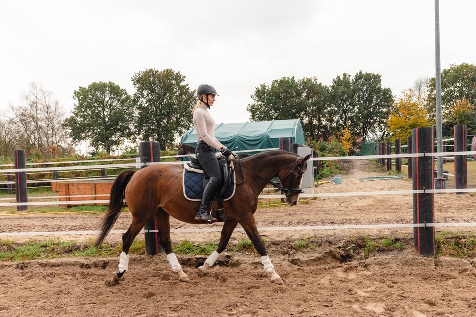 Hübsche 13-jährige Stute | Kleines Deutsches Reitpferd in Wiesmoor