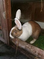 Kaninchen zu verkaufen Niedersachsen - Rhauderfehn Vorschau