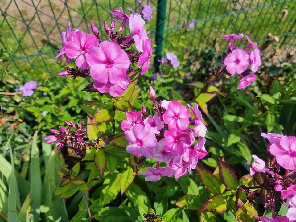 Phlox in verschiedenen Farben in Nuthe-Urstromtal