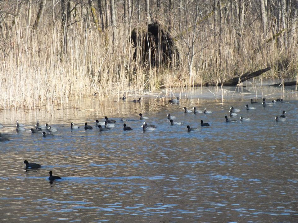 Wohnen am See! Voll erschlossene Baugrundstücke am Baalensee zu verkaufen! in Fürstenberg/Havel