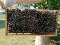 Ableger Bienen Carnica Sachsen - Döbeln Vorschau