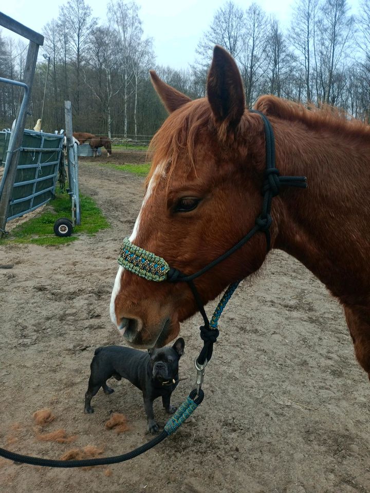 Knotenhalfter schwarz mit Führstrick in Ponygröße gebraucht in Berlin