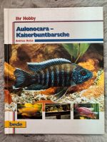 Ihr Hobby Aulonocara - Kaiserbuntbarsche Leipzig - Schönefeld-Abtnaundorf Vorschau