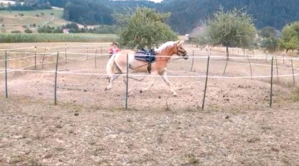 Reitunterricht Doppellonge in Pfalzgrafenweiler