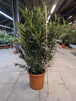 ANGEBOT: Premium Nerium Oleander 140-160cm 3 Pflanzen pro Topf Nordrhein-Westfalen - Nordkirchen Vorschau