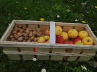 Bio-Korb mit Walnüssen+Äpfeln ca. 6kg Bayern - Poppenhausen Vorschau