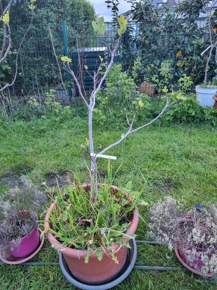 Noch 8 Feigen wegen Reduzierung der Sammlung ! Ficus carica ! in Albachten