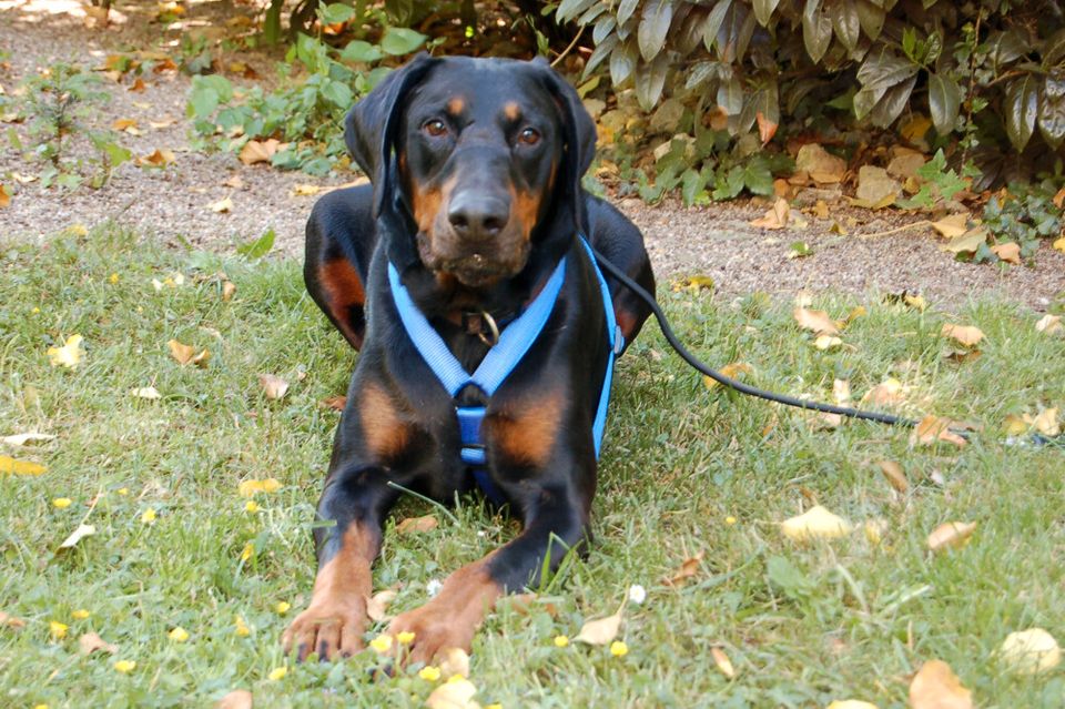 Neo, Dobermann, 6 Jahre, männlich, Tierhilfe Franken e.V. in Lauf a.d. Pegnitz